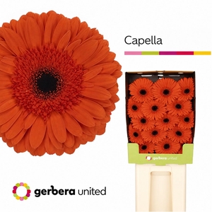 Gerbera Capella Diamond