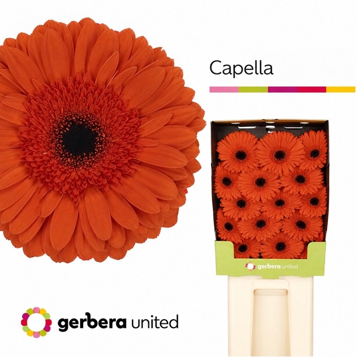 <h4>Gerbera Capella Diamond</h4>