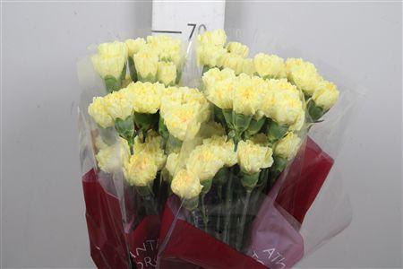 <h4>Di St Hermes</h4>