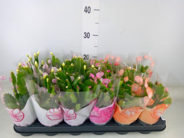 <h4>Schlumbergera   ...mix 3</h4>