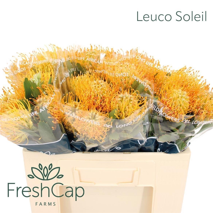 <h4>LEUCO SOLEIL</h4>