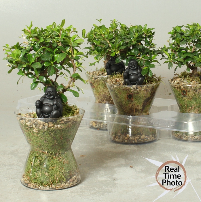 <h4>BONSAI GEM</h4>
