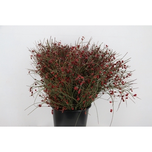 GINSTER BERRY RED 400GR