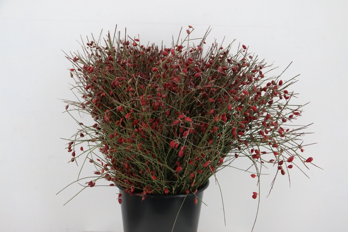 <h4>GINSTER BERRY RED 400GR</h4>