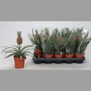 ANANAS ROSITA