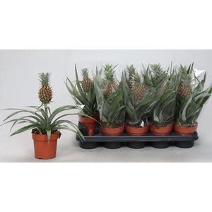 ANANAS ROSITA