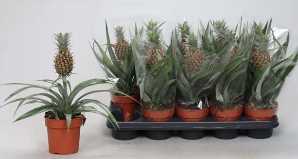 <h4>ANANAS ROSITA</h4>