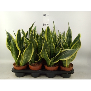 Sansevieria trifa. 'Futura Superba'