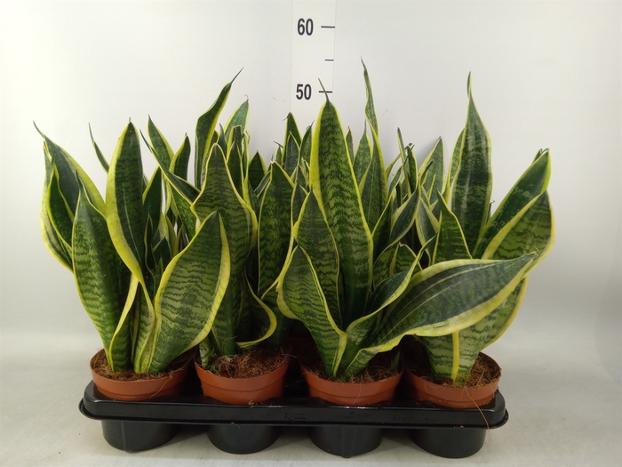 <h4>Sansevieria trifa. 'Futura Superba'</h4>