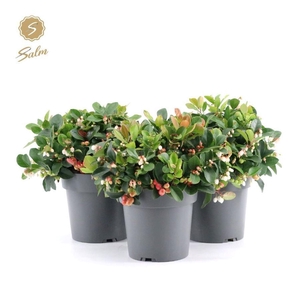 Gaultheria Big Berry