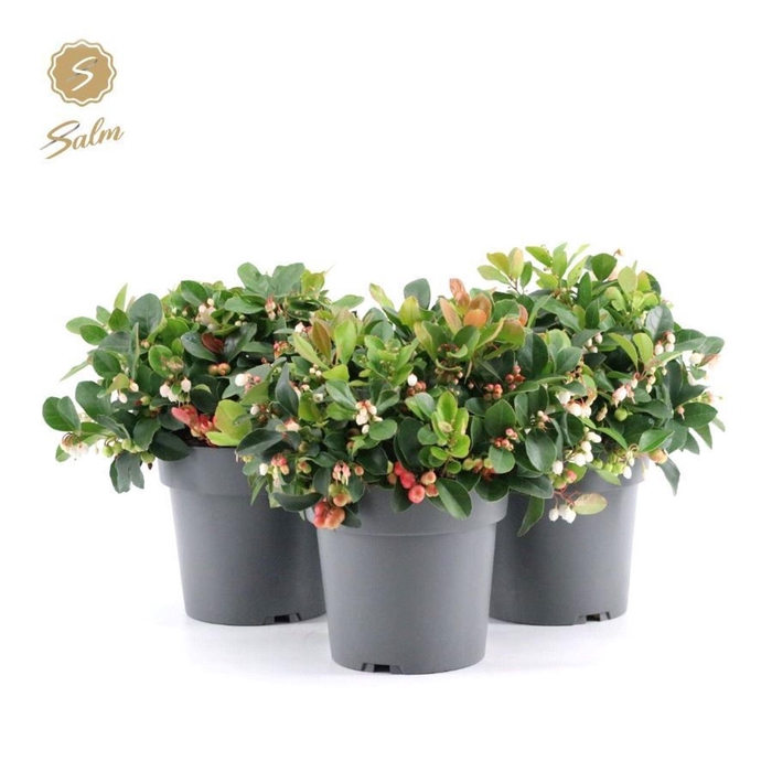 <h4>Gaultheria Big Berry</h4>