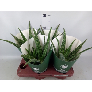 Aloe  'Tropical'