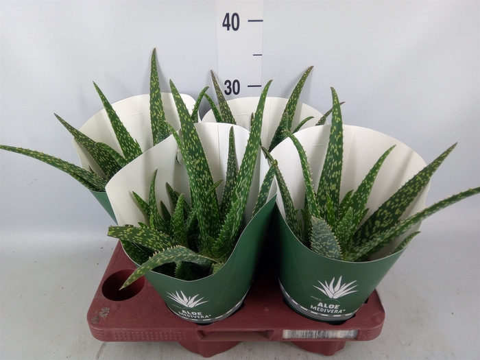 <h4>Aloe  'Tropical'</h4>