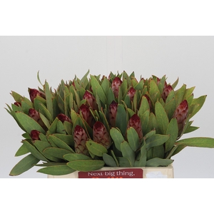 Protea Robijn