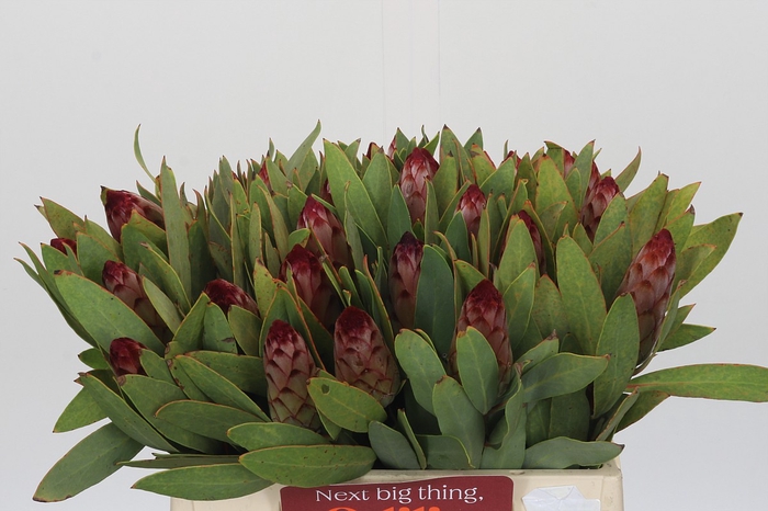 <h4>Protea Robijn</h4>