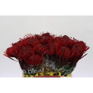 Nutans Painted Bordeaux