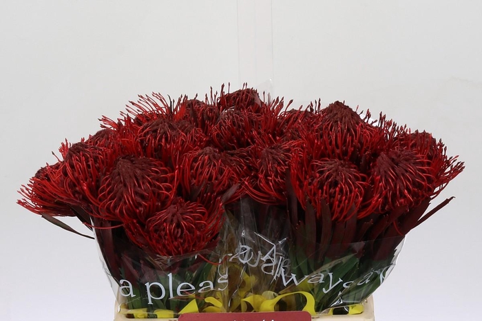 Nutans Painted Bordeaux