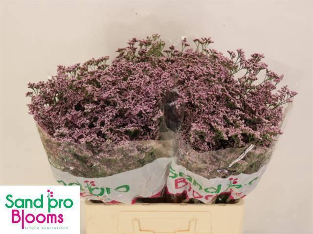 <h4>LIM SAF OSHI PINK</h4>