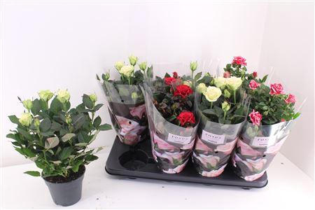 <h4>Ro Pathit Gem 3 Srt</h4>