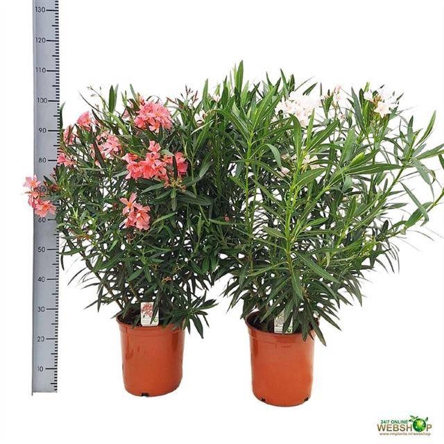 <h4>NERI OLEANDER</h4>