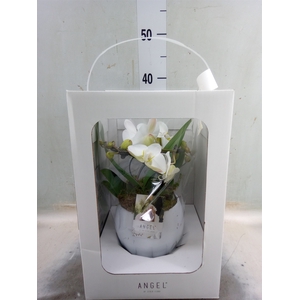 Phalaenopsis   ...white