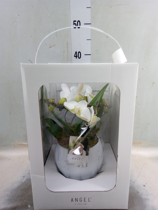 <h4>Phalaenopsis   ...white</h4>