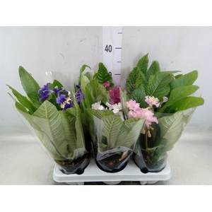 Streptocarpus   ...mix