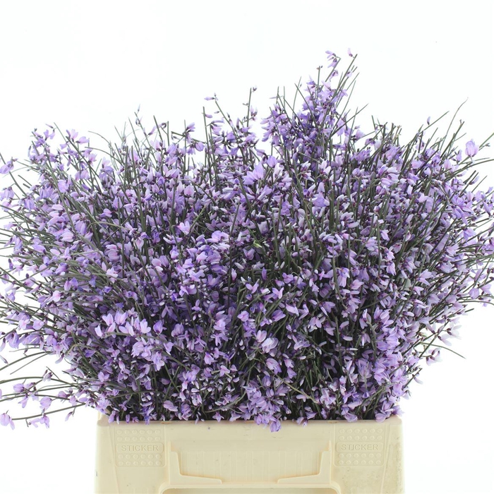 <h4>Ginster Baffi Lilla 400 Gr</h4>