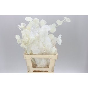 Dried Exotica Bleach