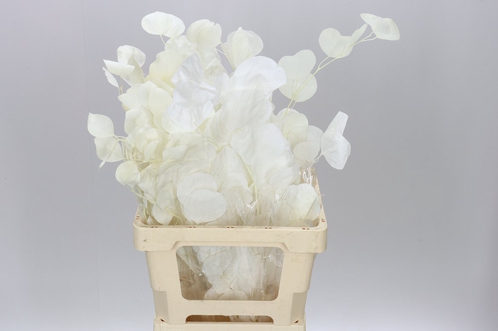 <h4>Dried Exotica Bleach</h4>