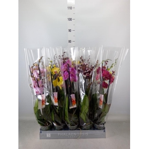 Phalaenopsis   ...mix  7