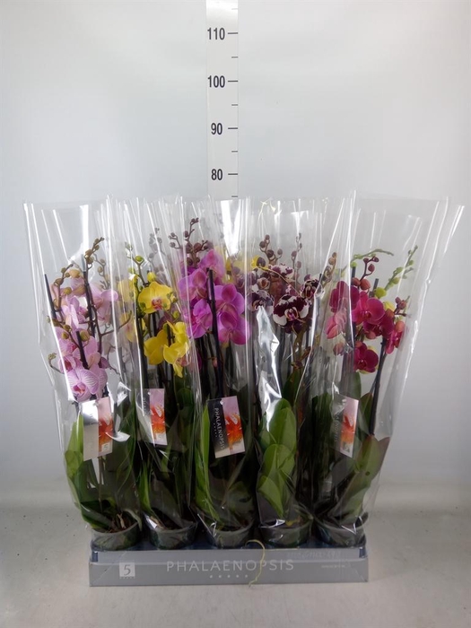 <h4>Phalaenopsis   ...mix  7</h4>