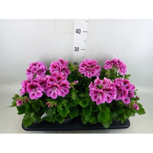 Pelargonium gran.   ..