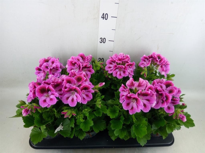 <h4>Pelargonium gran.   ..</h4>