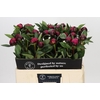 Paeonia Red Sarah Bernhardt