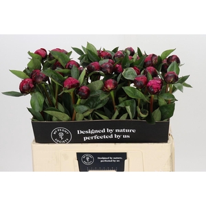 Paeonia Red Sarah Bernhardt
