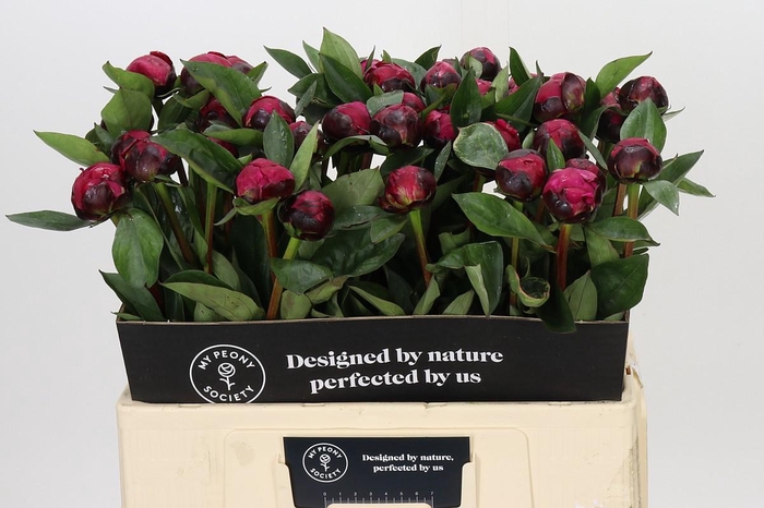 <h4>Paeonia Red Sarah Bernhardt</h4>
