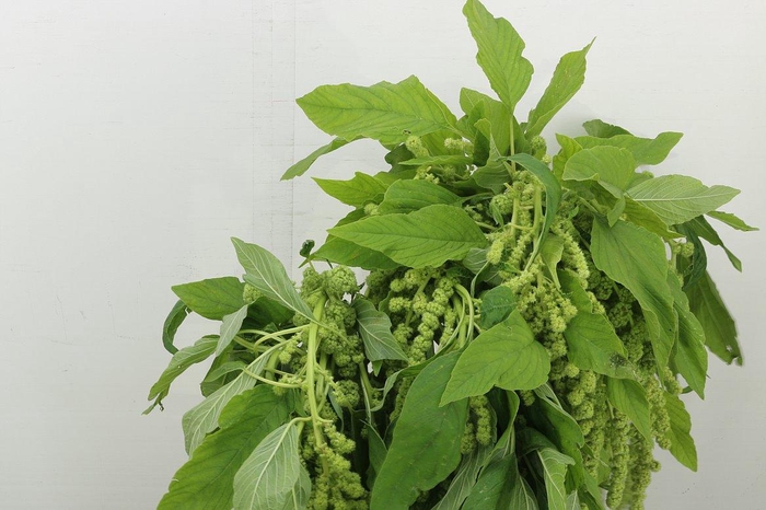 <h4>Amar Ca Cycloop</h4>