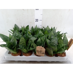 Sansevieria trifa. 'Hahnii'
