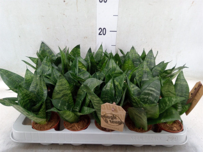 <h4>Sansevieria trifa. 'Hahnii'</h4>