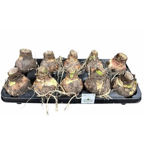 Bloembol Hippeastrum Wit