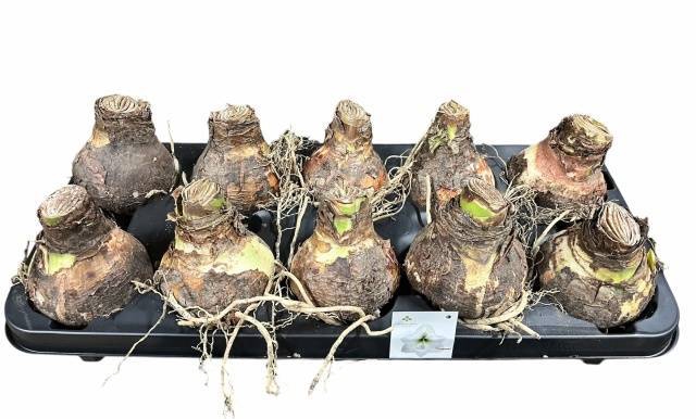 <h4>Bloembol Hippeastrum Wit</h4>