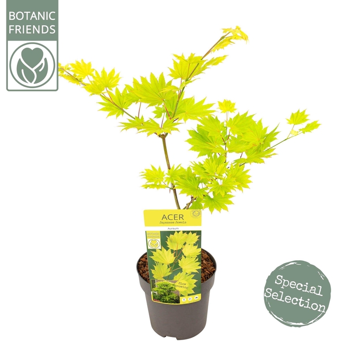 <h4>Acer shirasawanum 'Aureum'</h4>