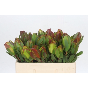 Leucadendron Laurel Yellow