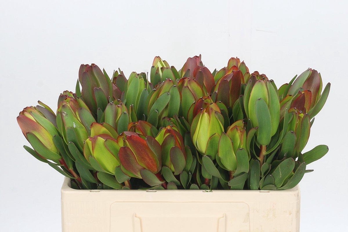 <h4>Leucadendron Laurel Yellow</h4>