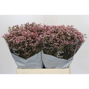 Limonium Safora Oshi Pink