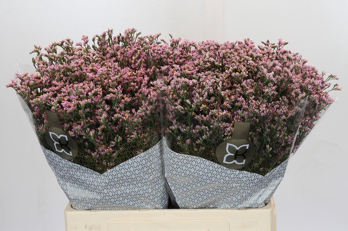 <h4>Limonium Safora Oshi Pink</h4>