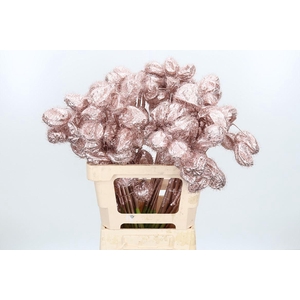 Ascl Moby Dick Kl Bh Champagne