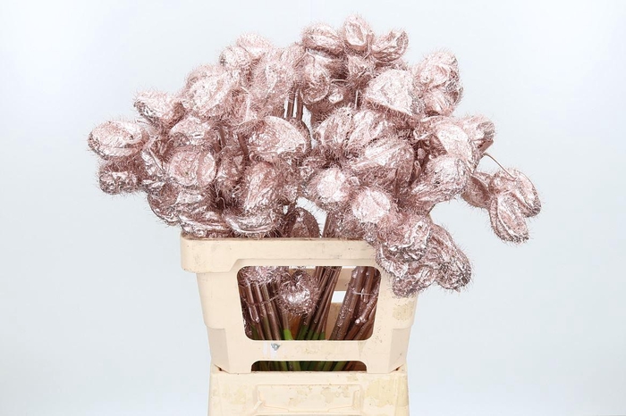 <h4>Ascl Moby Dick Kl Bh Champagne</h4>