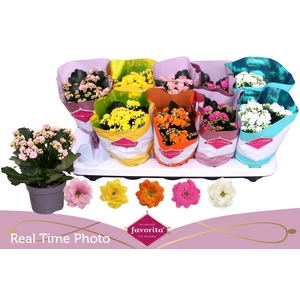 KAL GE PERF GEM 5 KL